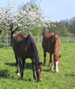 Paarden welkom