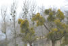 Natuur