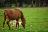 Haspengouw natuur